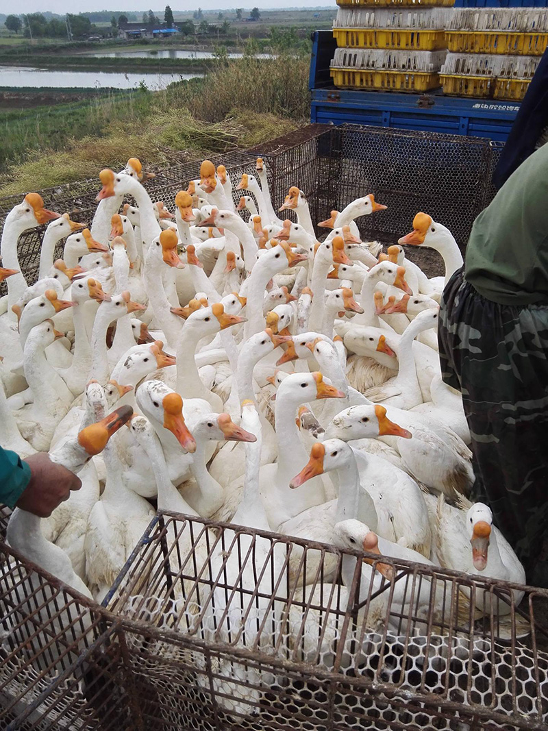 養鵝1000隻投資多少錢 須多大場地要多大蓬