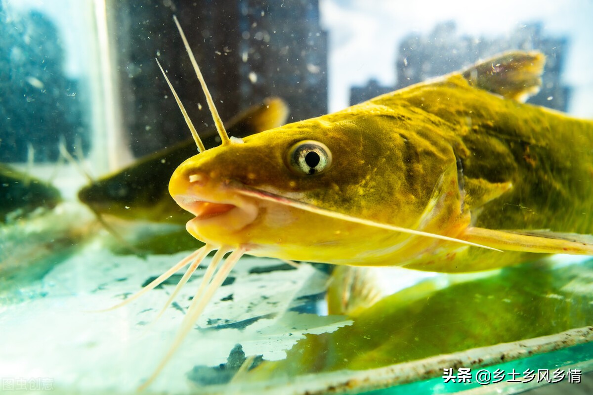 黃骨魚養殖技術及成本 黃骨魚一畝可養多少尾