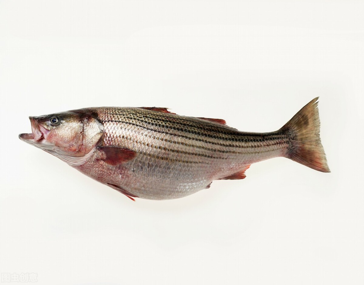 鱸魚是淡水魚還是海魚 淡水鱸魚多少錢一斤2023