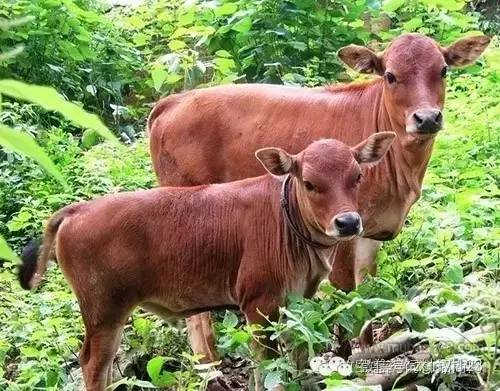 肉牛哪個品種好養長得快 什麼品種的牛好養又大個