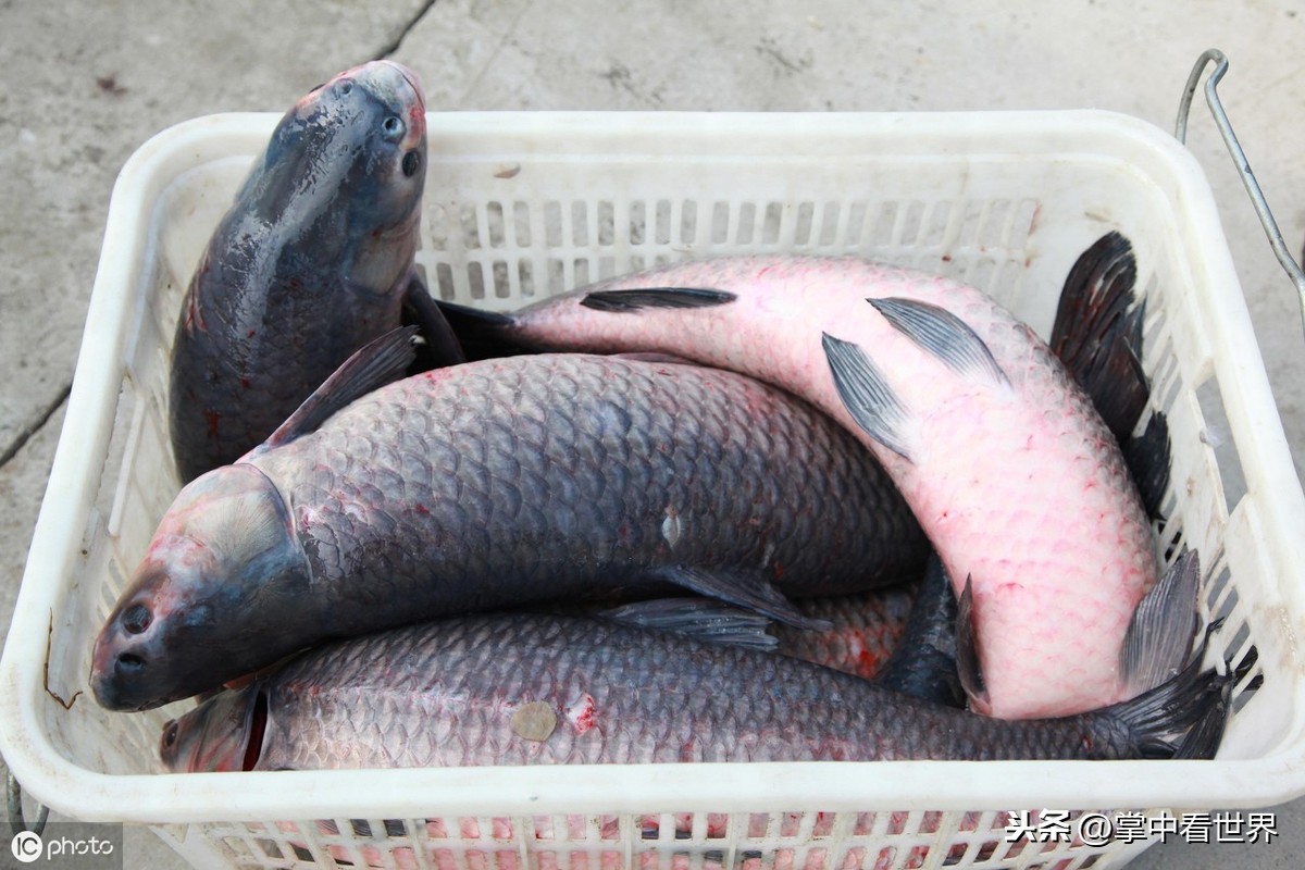 青魚和草魚的區別 青魚和草魚哪種魚好吃