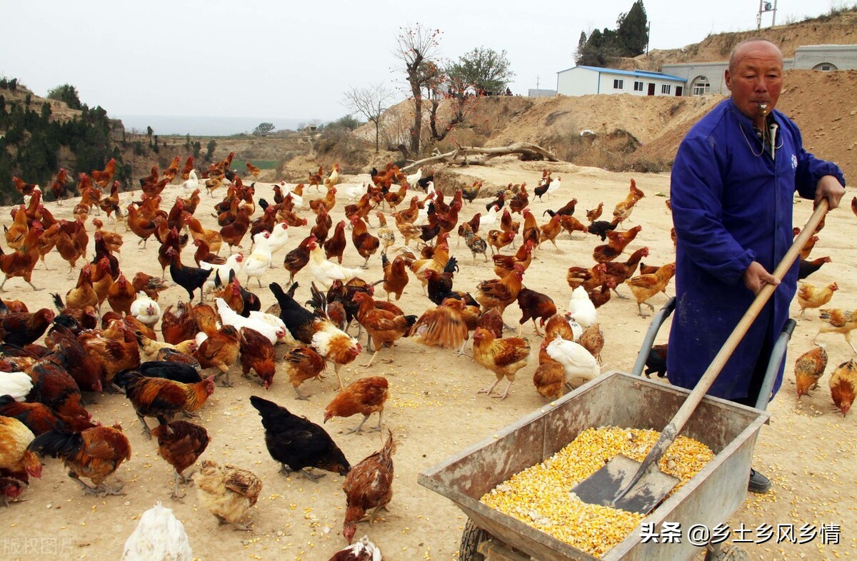 養雞的利潤與成本 2023散養土雞的利潤和成本計算方法