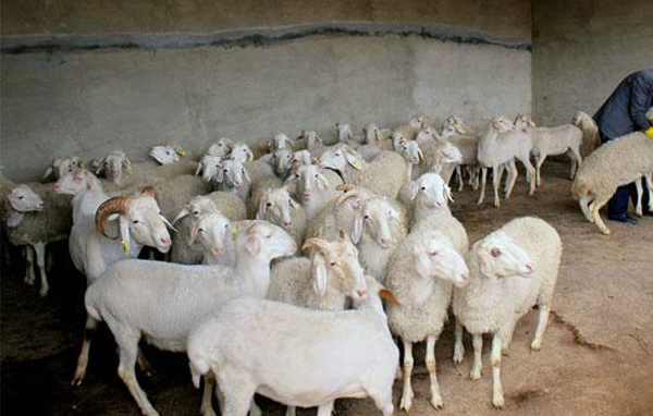 養50隻羊一年的利潤 五十隻羊一年純利潤大概多少