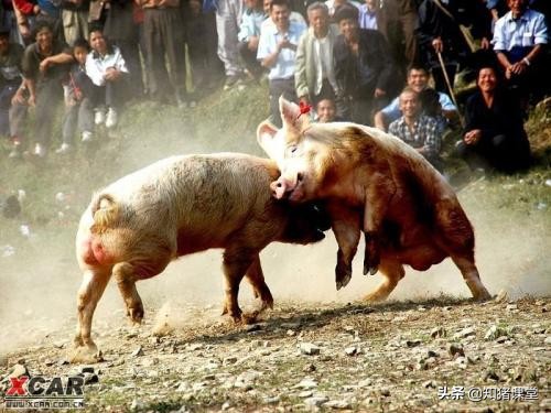 豬打架用什麼方法解決 怎麼處理豬打架的問題