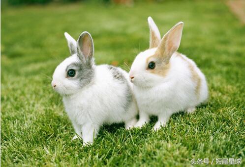 兔子懷孕多久生產 如何判斷母兔是否懷孕