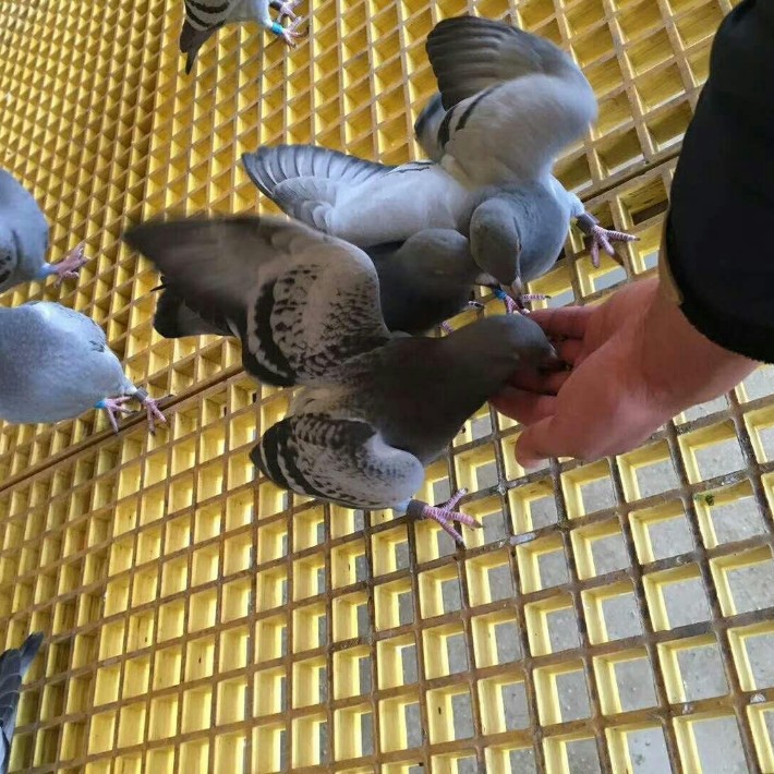 養鴿技術及鴿子養殖方法 新手養鴿子技術及鴿子喂養方法