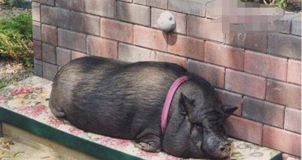 豬的壽命最長多少年 小香豬的壽命一般有多長