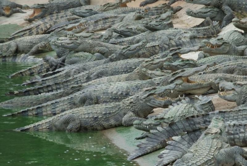 鱷魚養殖成本和利潤 養殖鱷魚前期大概要投資多少