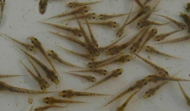 泥鰍魚苗養殖技術 泥鰍養殖技術視頻教程