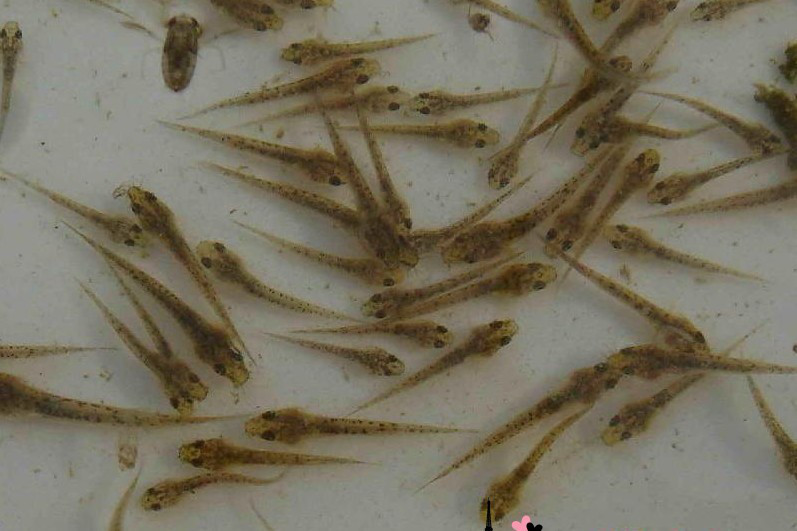 泥鰍魚苗養殖技術 泥鰍養殖技術視頻教程