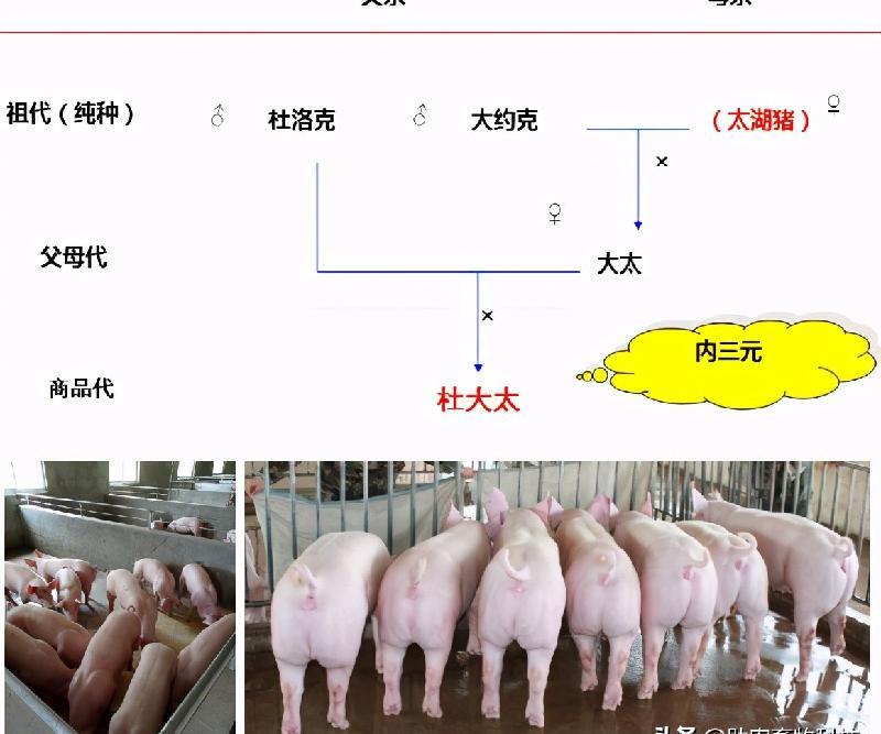 300斤的豬出欄需要多少成本 養一頭豬300斤需要喂多少飼料出欄