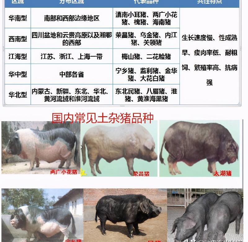 300斤的豬出欄需要多少成本 養一頭豬300斤需要喂多少飼料出欄