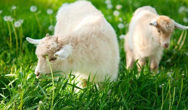 育肥羊的飼料的最佳配方 羊的飼料配制與配方大全