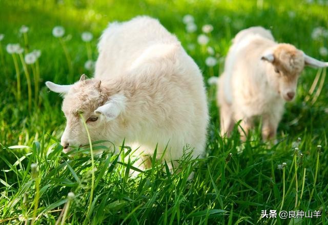 育肥羊的飼料的最佳配方 羊的飼料配制與配方大全