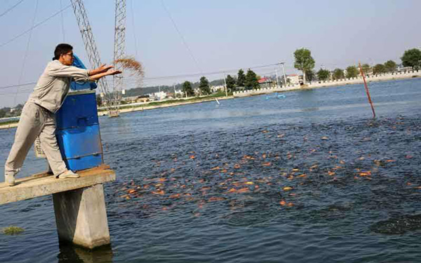 養魚的利潤與成本 一個20畝水庫養魚利潤