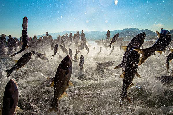 養魚的利潤與成本 一個20畝水庫養魚利潤 養魚的利潤與成本 一個20畝水庫養魚利潤