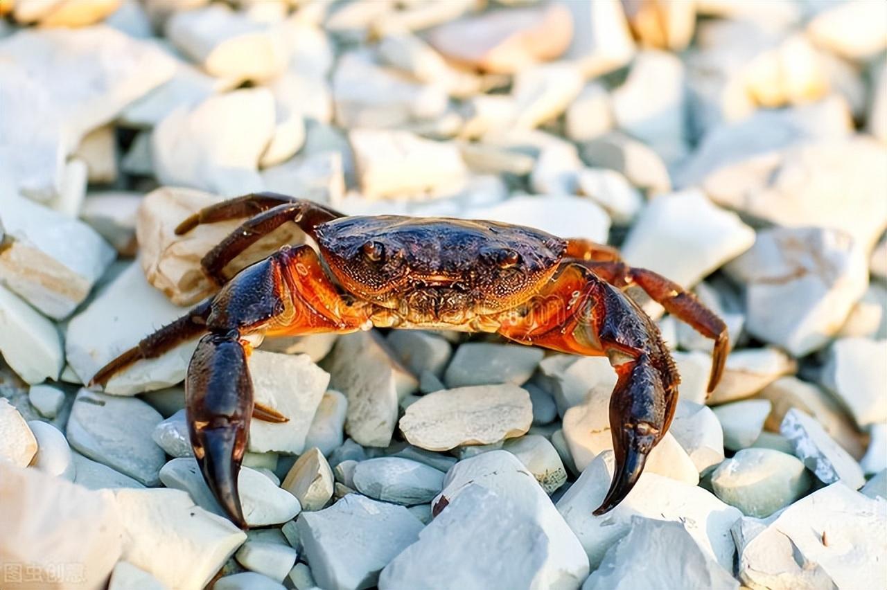 海螃蟹蒸多久最佳時間 海蟹蒸熟冷凍還是直接冷凍