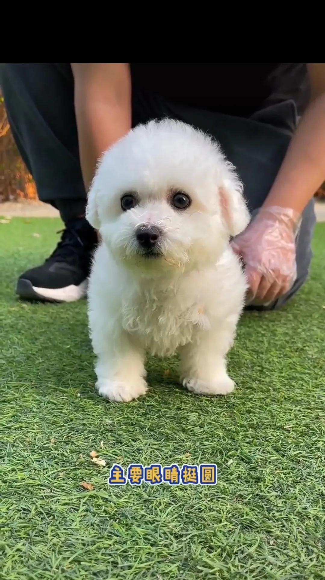 純種比熊犬價格 養比熊犬有哪些好處