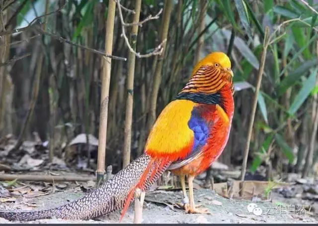 錦雞是鳥類還是獸類 錦雞是什麼類動物算不算鳥類