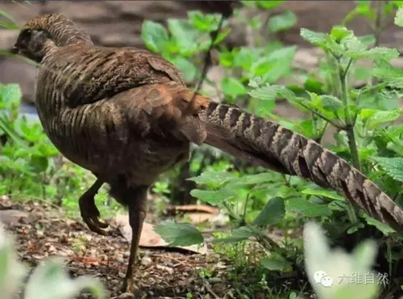 錦雞是鳥類還是獸類 錦雞是什麼類動物算不算鳥類