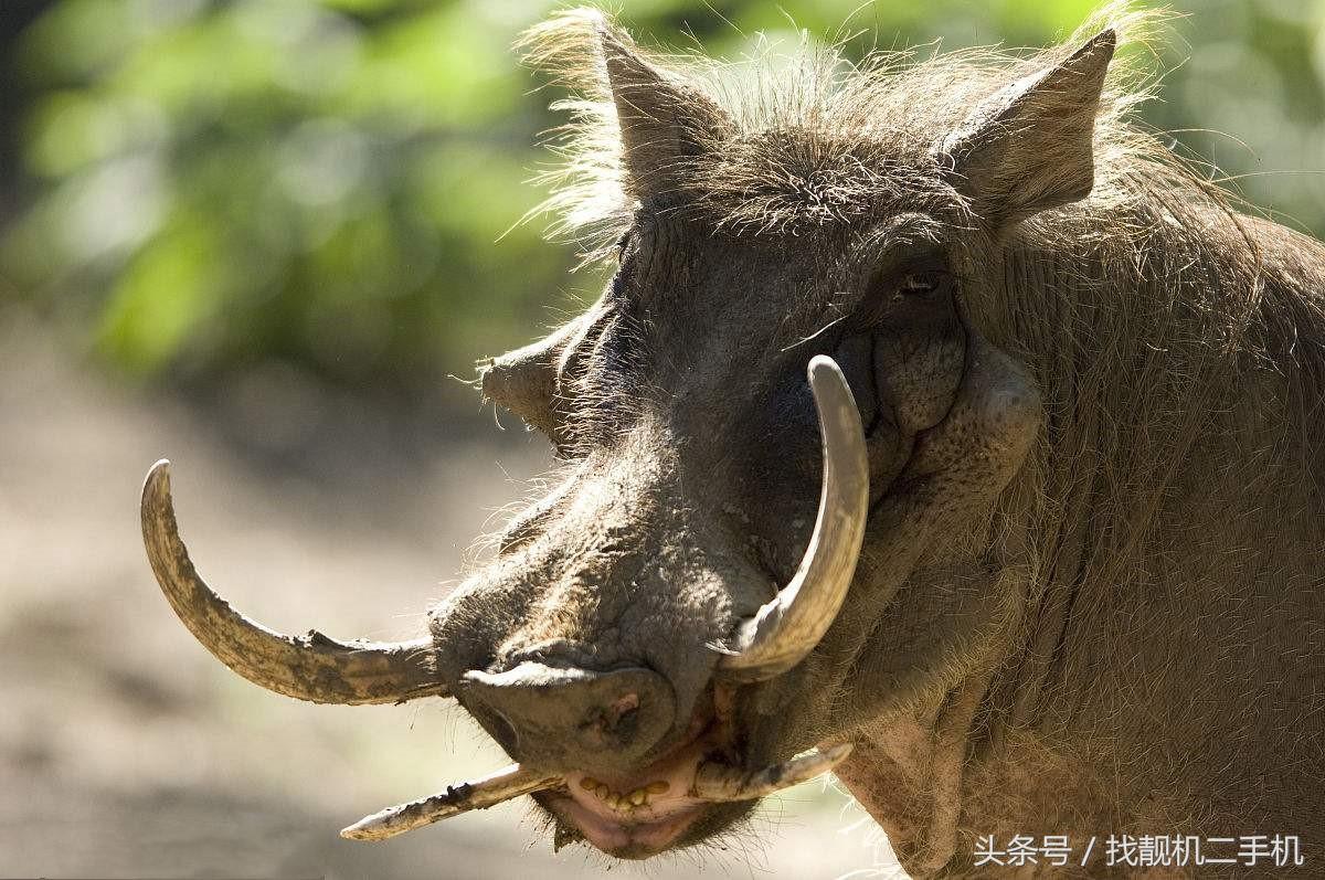 豬的智商有多高 豬的智商是多少分相當於人類的幾歲