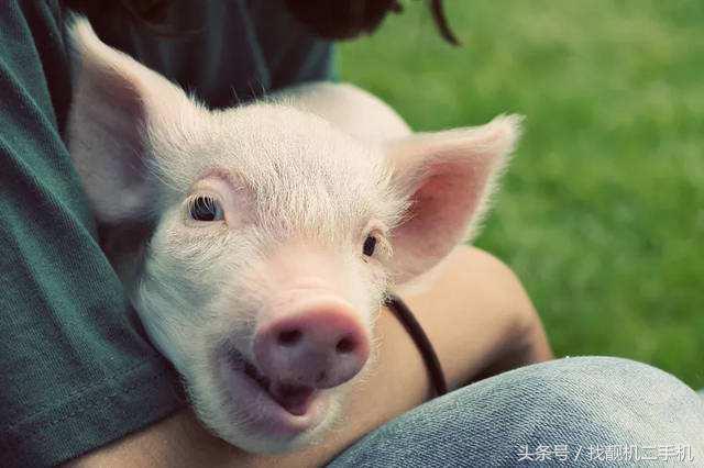 豬的智商有多高 豬的智商是多少分相當於人類的幾歲