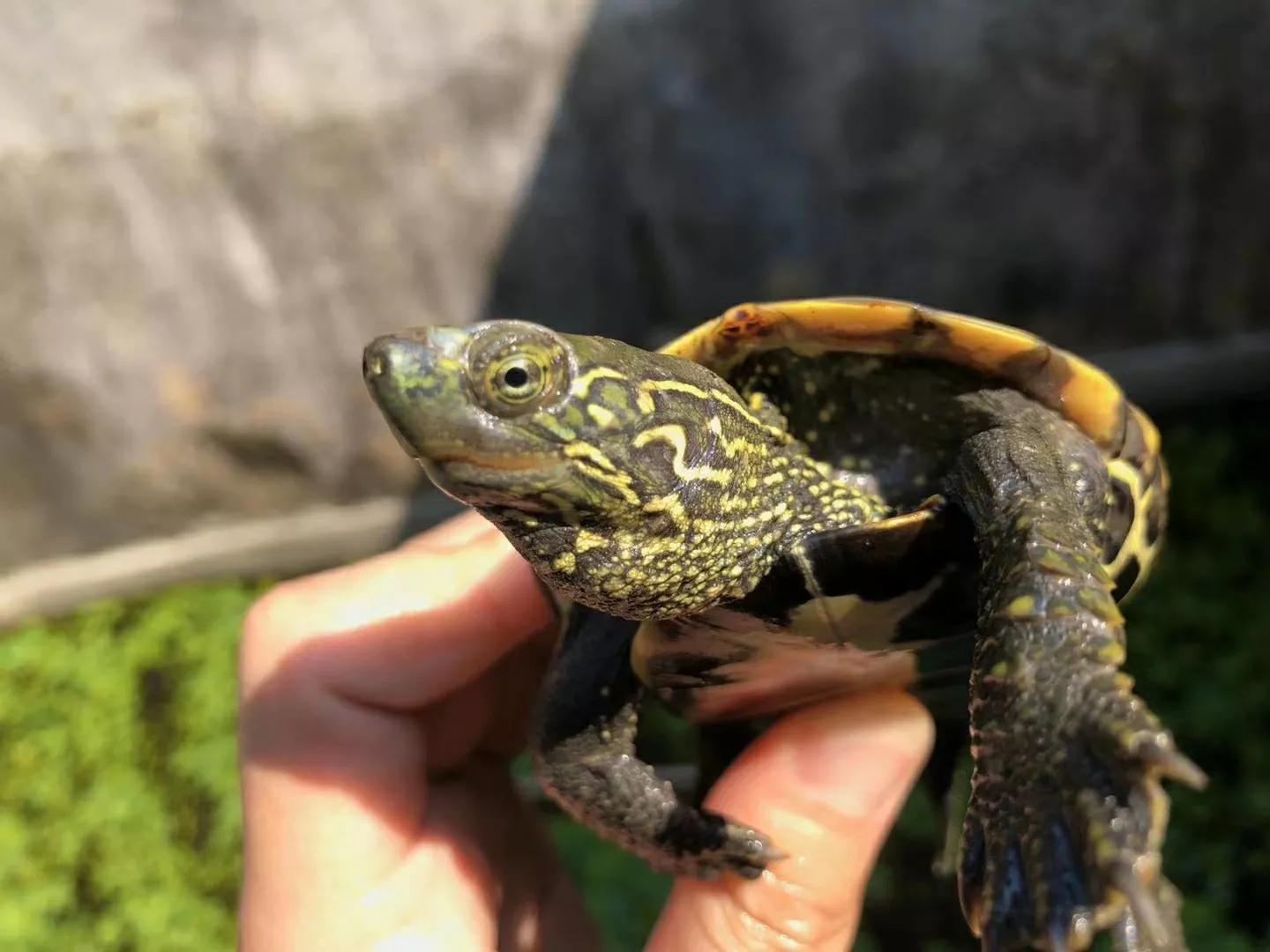 烏龜是什麼動物 烏龜是哺乳動物還是兩棲動物