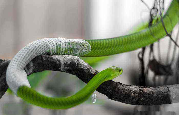 蛇的祖先是什麼 你知道蛇的祖先到底是誰嗎