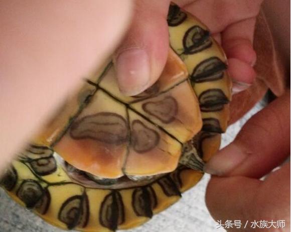 烏龜怎麼分公母 怎麼看出巴西龜是公是母
