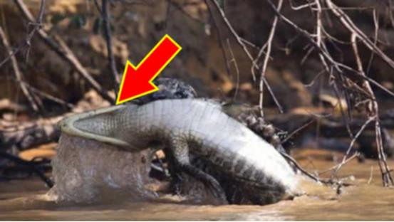 巨型灣鱷有天敵嗎 解密成年灣鱷的最大的天敵是誰