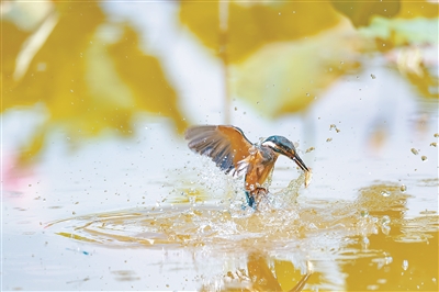 翠鳥是幾級保護動物 普通翠鳥是不是國傢保護動物