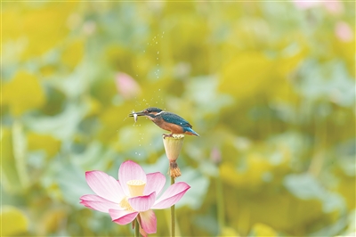 翠鳥是幾級保護動物 普通翠鳥是不是國傢保護動物