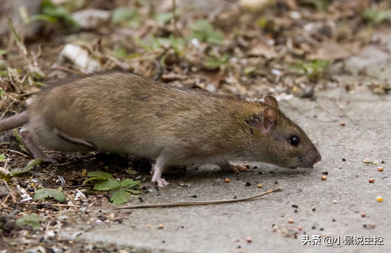 耗子和老鼠的區別 田鼠和老鼠的區別