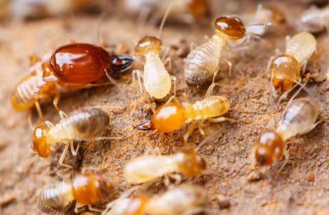 白蟻喜歡吃什麼食物 白蟻以什麼為主食