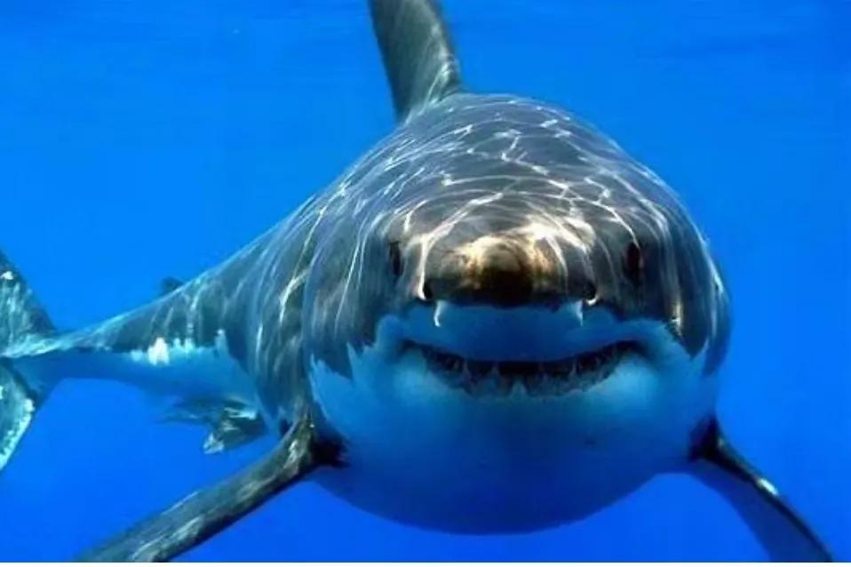 鯊魚是魚類嗎為什麼 鯊魚是魚還是不是哺乳動物