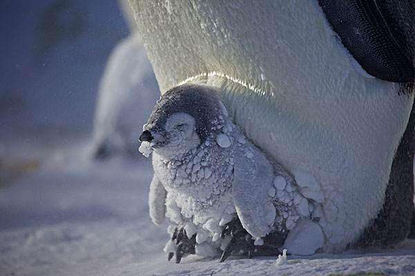 企鵝多少度會熱死 企鵝能接受最高的溫度