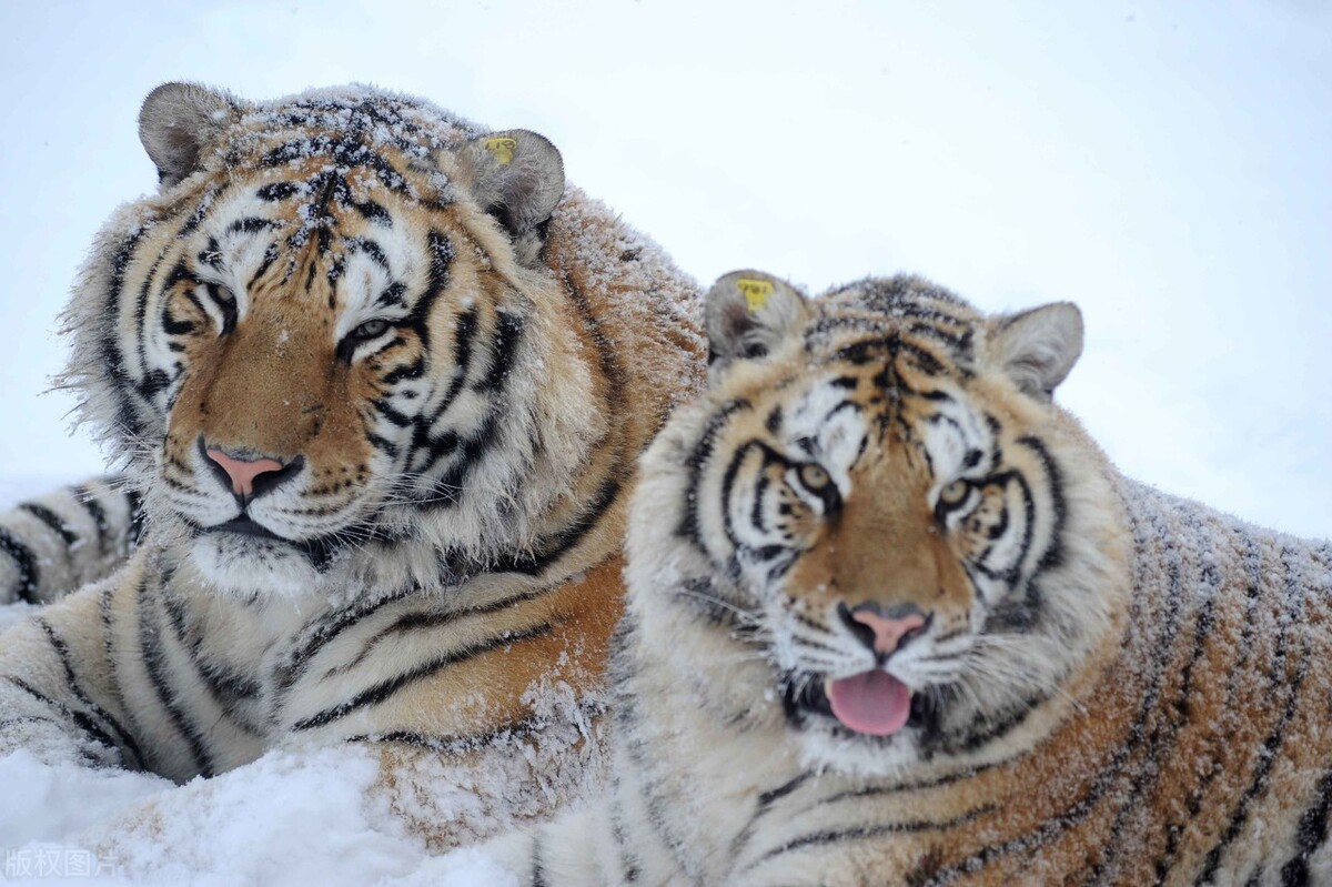 老虎是幾級保護動物 老虎是國傢幾級保護動物