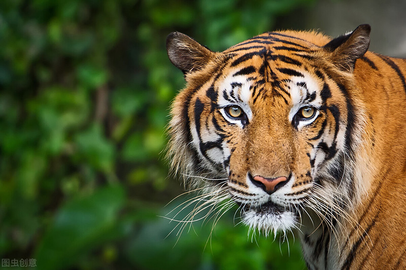 老虎是幾級保護動物 老虎是國傢幾級保護動物