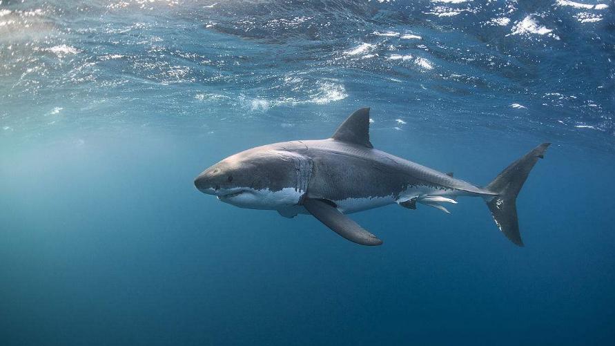 鯊魚的天敵是什麼 鯊魚最怕的克星是什麼動物
