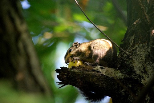 松鼠冬眠嗎為什麼 小松鼠冬天冬眠還是不冬眠