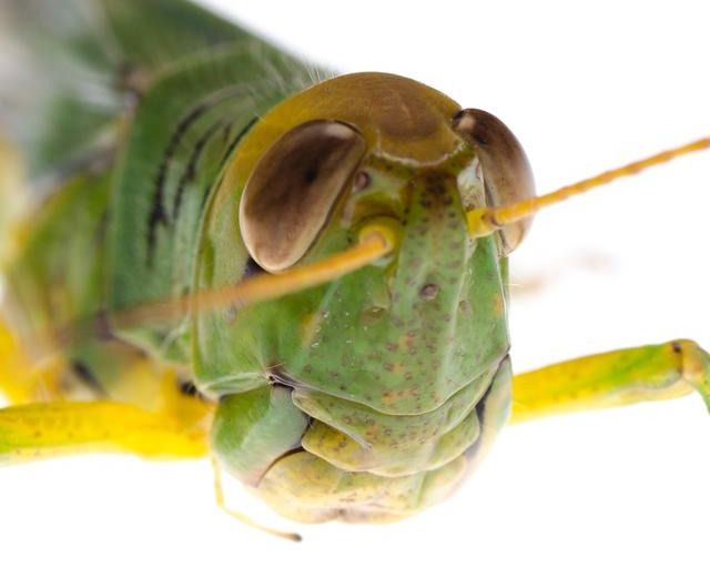 蟋蟀的耳朵長在哪裡 蟋蟀的耳朵長在哪個部位