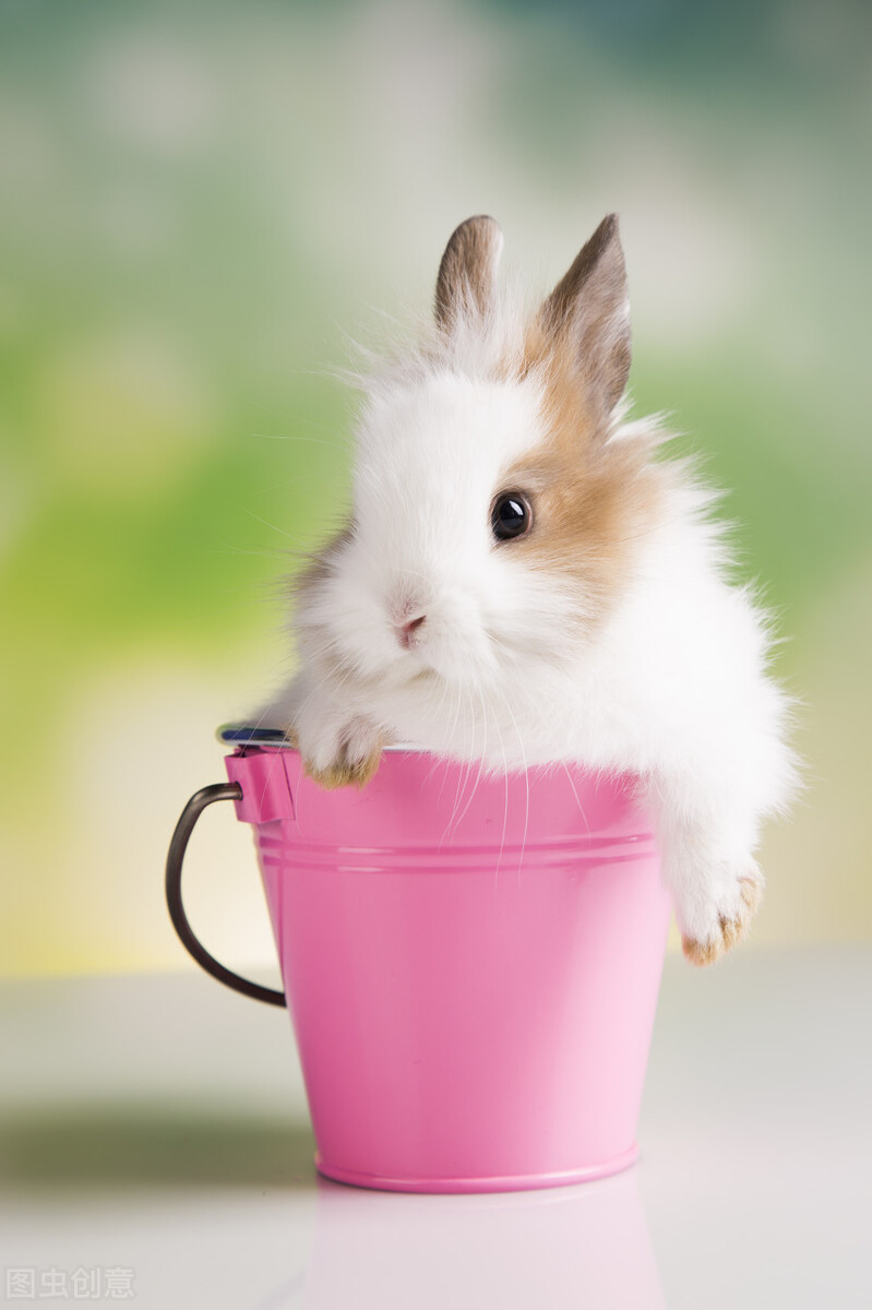 兔子壽命是多少年 寵物兔子可以活多久