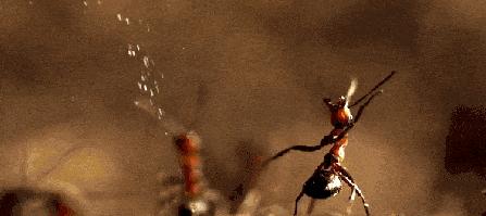 螞蟻冬眠嗎為什麼 螞蟻冬天會不會冬眠