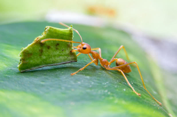 螞蟻冬眠嗎為什麼 螞蟻冬天會不會冬眠