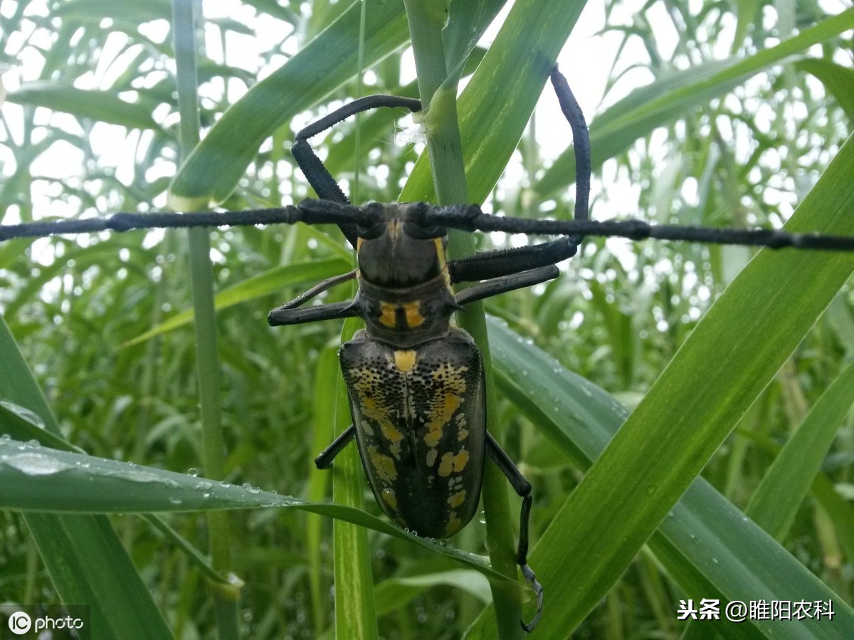 天牛是益蟲還是害蟲 普通天牛多少錢一隻
