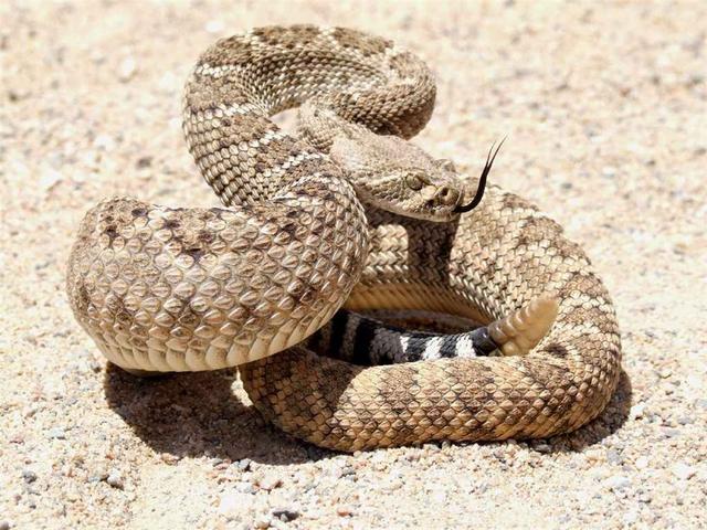 響尾蛇是從何處發出聲音的 響尾蛇為什麼尾巴會響
