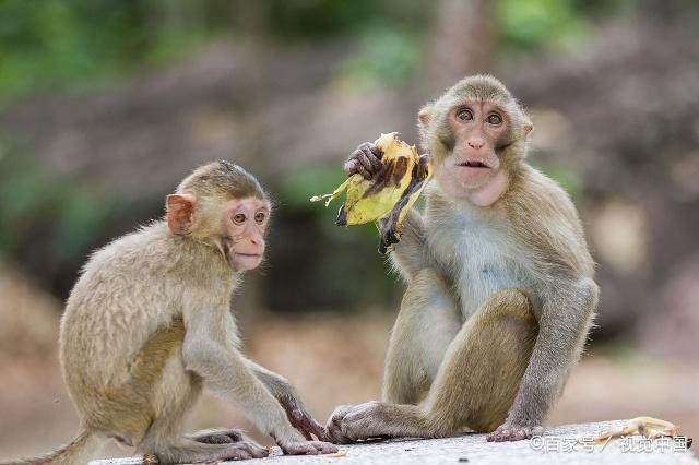 猴子喜歡吃什麼 猴子喜歡吃什麼食物