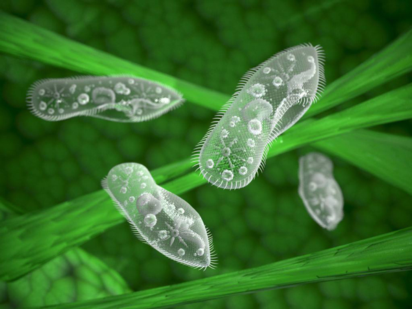 草履蟲是單細胞生物嗎