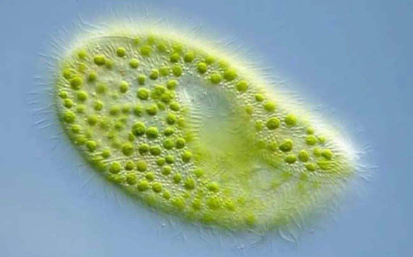 草履蟲是單細胞生物嗎