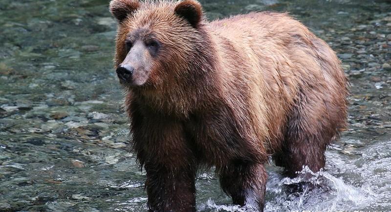 能殺老虎的四種動物 老虎的克星是什麼動物